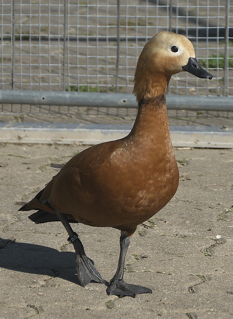 急于进行高
